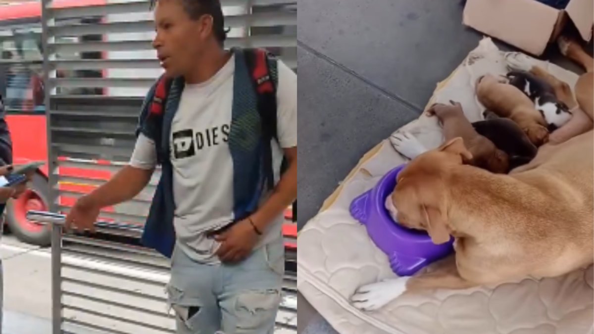 Indignación por hombre que vendía Cachorros recién nacidos en estación de transmilenio en bogotá: Autoridadadas Buscan Al Sujeto