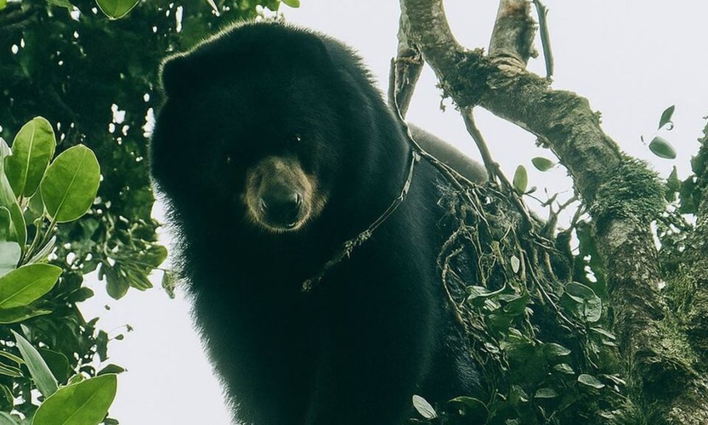 En Zona Rural de Palmira, Un Campesino Logró Avistar Un Oso de Anteojos, especialmente que se Encuentra en Peligro de Extinción