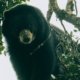 En Zona Rural de Palmira, Un Campesino Logró Avistar Un Oso de Anteojos, especialmente que se Encuentra en Peligro de Extinción