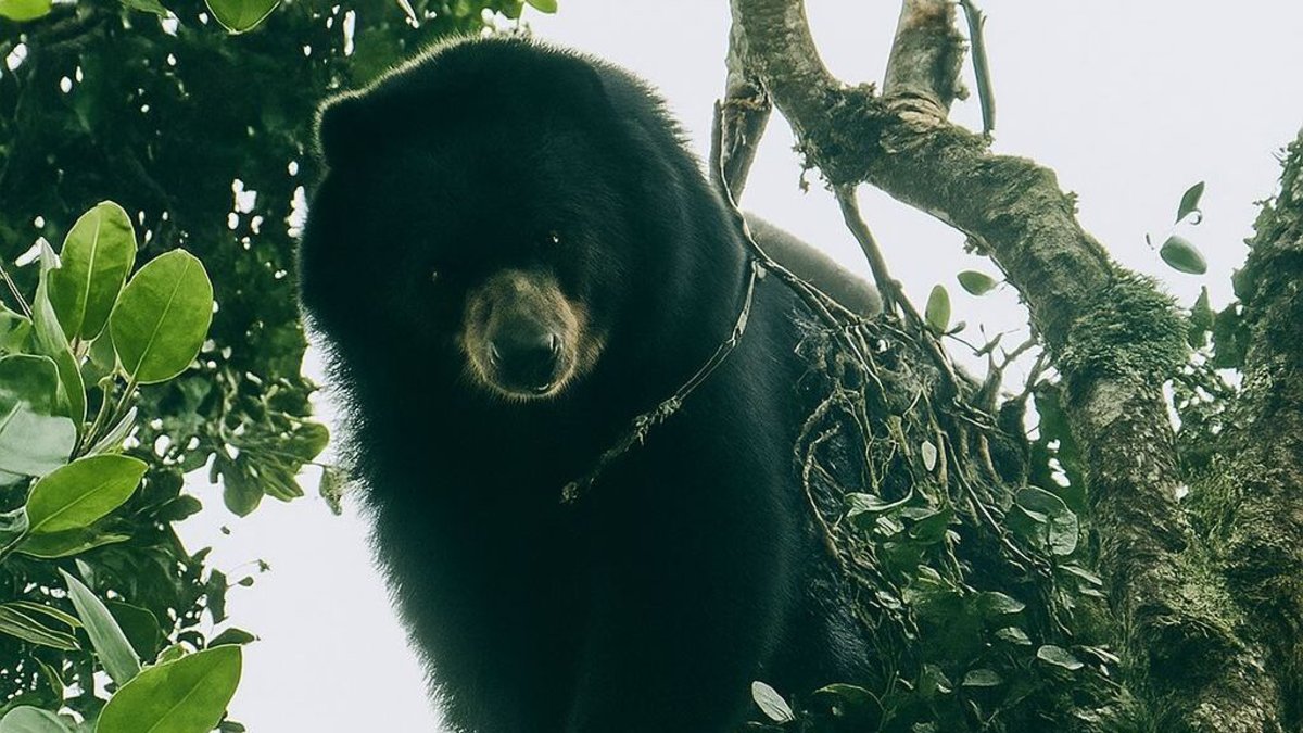 En Zona Rural de Palmira, Un Campesino Logró Avistar Un Oso de Anteojos, especialmente que se Encuentra en Peligro de Extinción