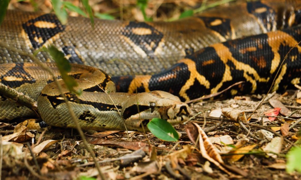 Rescató y reubicó curotro boas constrictoras en la mesa y anapoima