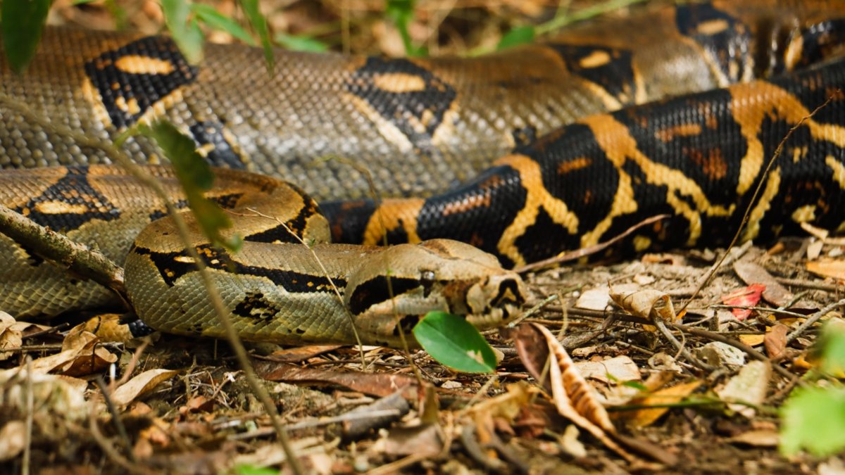 Rescató y reubicó curotro boas constrictoras en la mesa y anapoima
