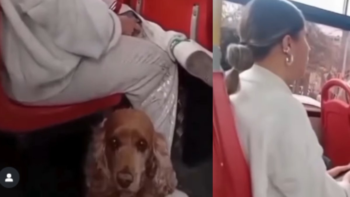 Indignación por Acto de Intolerancia en Sitp: Los Pasajeros le Pedían que se Bajara por Llevar A Su Mascota