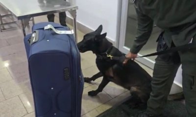 Cae 'mula' en aeropuerto de cartagena con seis kilos de cocaína escondidos en una maleta con rumbo a europa