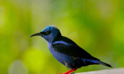 El Lanzamiento se Cumplió en la Semana de la Biodiversidad de Cali