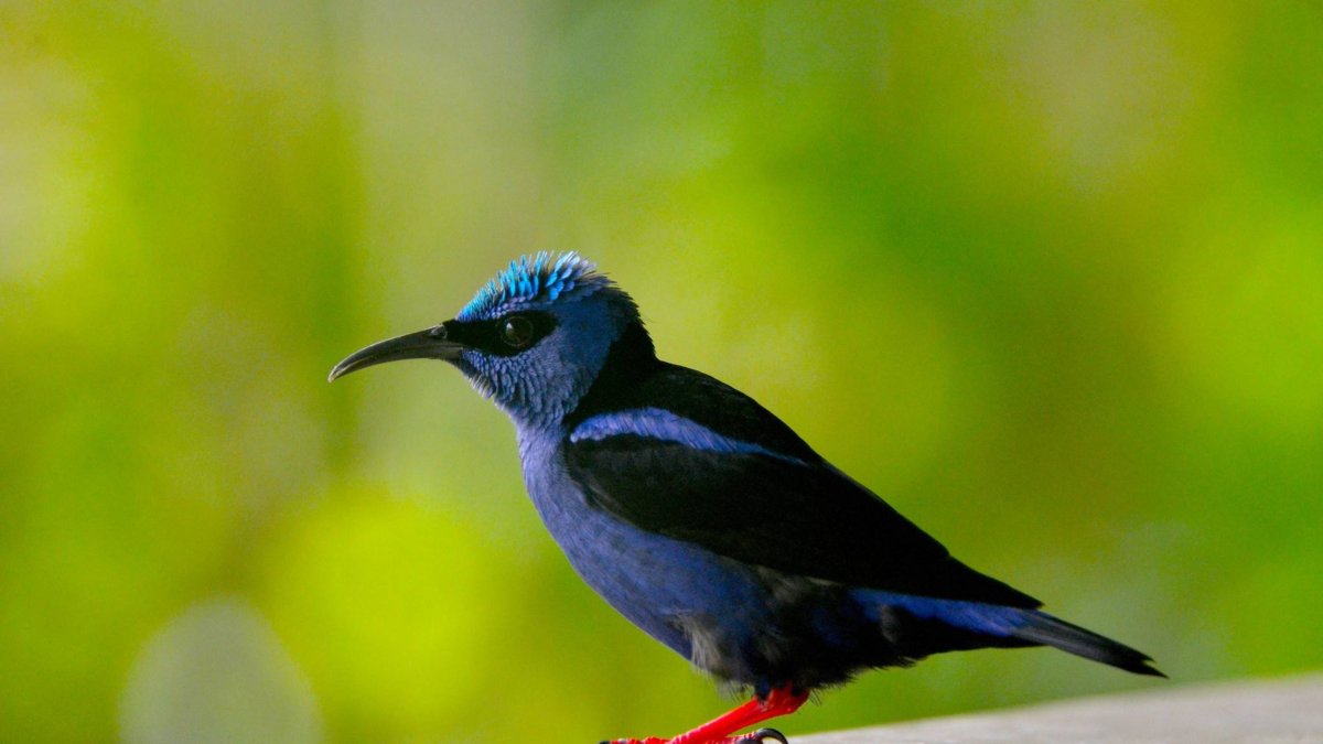 El Lanzamiento se Cumplió en la Semana de la Biodiversidad de Cali