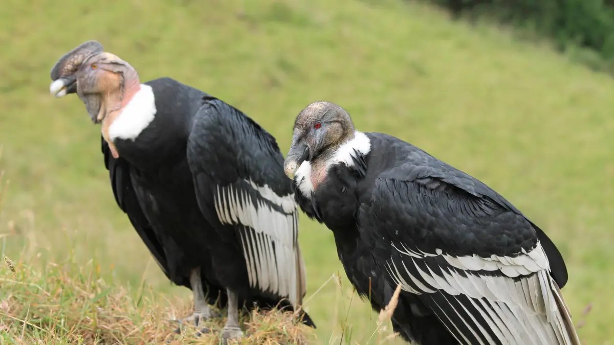 'Latidos del corazón', la nueva exposición del museo interactivo Maloka que busca redescubrir la riqueza de la biodiversidad de Colombia
