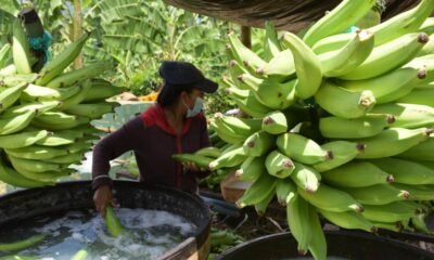 Gremio bananero de Magdalena y La Guajira pide prudencia en la crisis con Estados Unidos y advierte riesgo para el empleo rural del Caribe