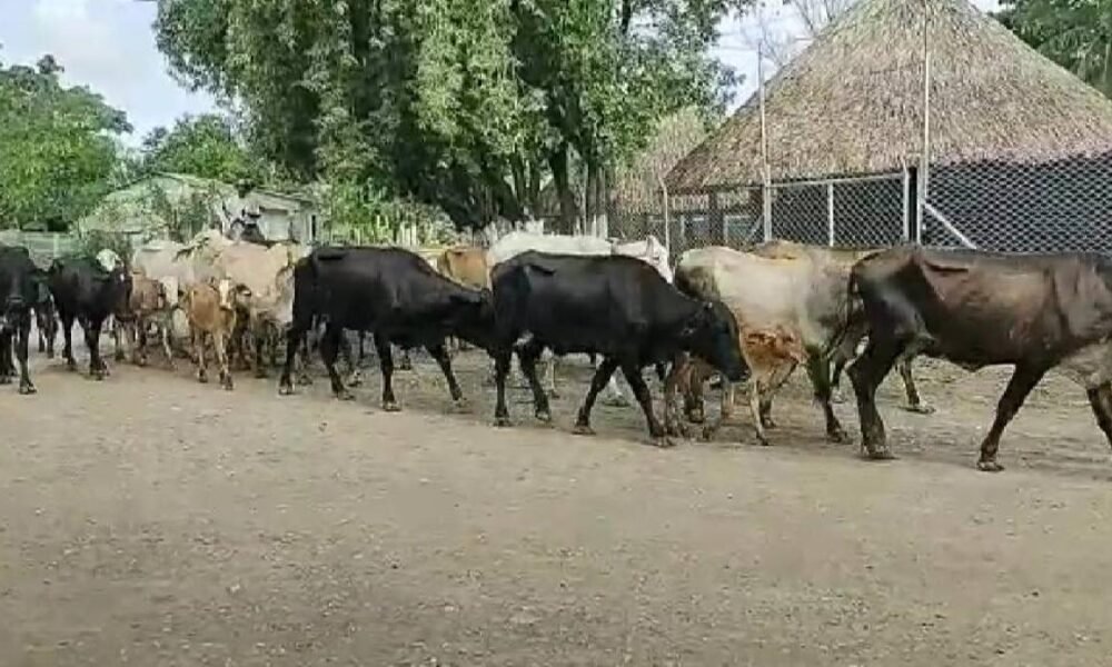 el abigeato está desbordado y la logística criminal se impone ante las débiles autoridades
