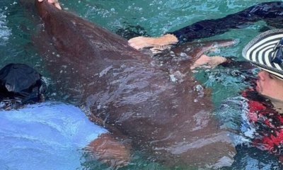 Tiburón en cautiverio atacó a un turista de 14 años en el Islote de San Bernardo, zona insular de Cartagena, y le propinó graves heridas en una mano.