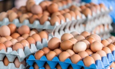 Santander lidera la producción avícola, así están las cifras