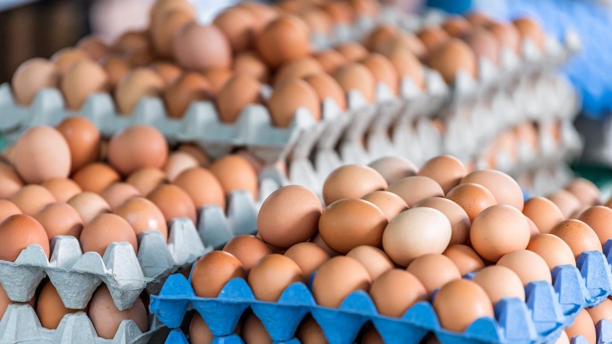 Santander lidera la producción avícola, así están las cifras