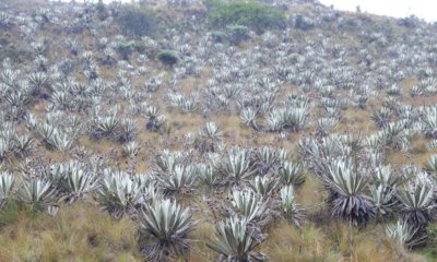 Comunidades rurales recibirán incentivos de hasta $ 2,3 millones por hectárea para conservar bosques y páramos en Cundinamarca