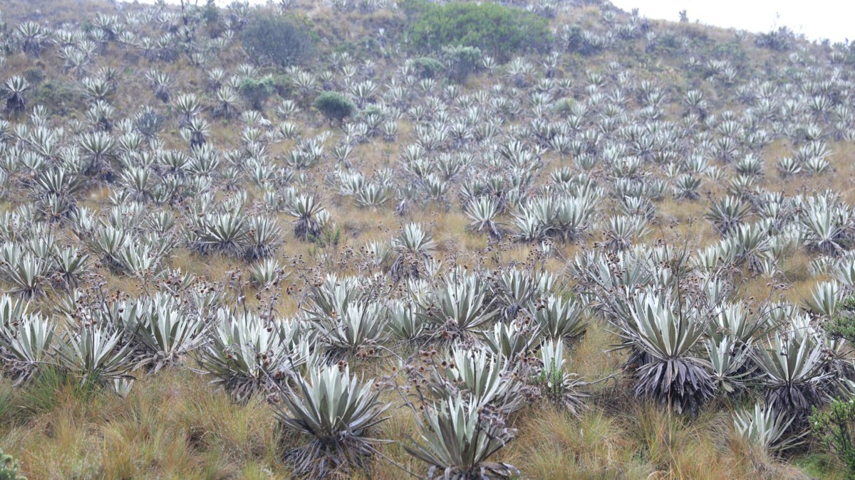 Comunidades rurales recibirán incentivos de hasta $ 2,3 millones por hectárea para conservar bosques y páramos en Cundinamarca