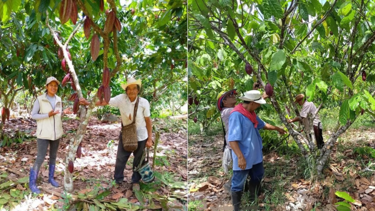 Unión de los Municipios Cacaoteros de la Región