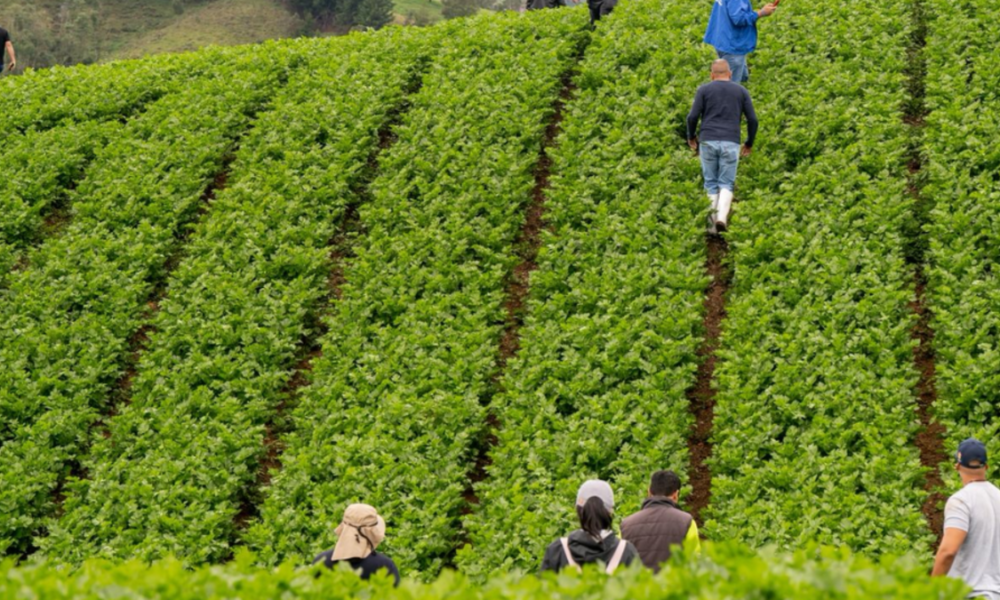 Antioquia RECUPERÓ MÁS DE 900 TONELADAS DE ALIMimos en Cinco Meses para combatir el Hambre en el departamento
