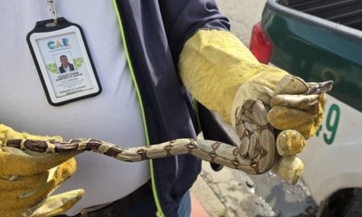 Autoridadas Refuerzan Controla contra El Tráfico de Fauna Silvestre
