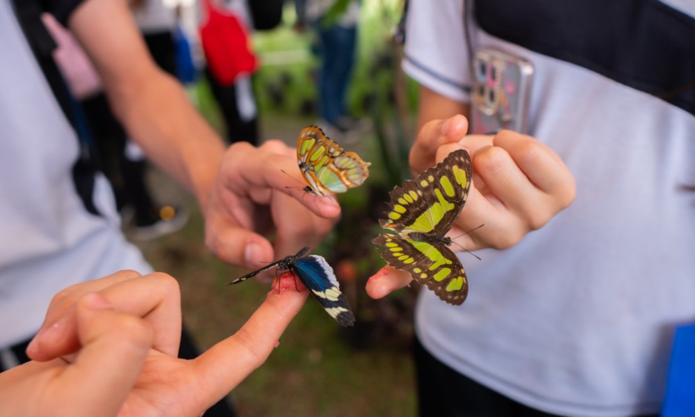 Con la presente de un Llamativa Mariposario se Abrieron las putas de la ciadela Educativa de la Biodiversidad en el Norte de Cali