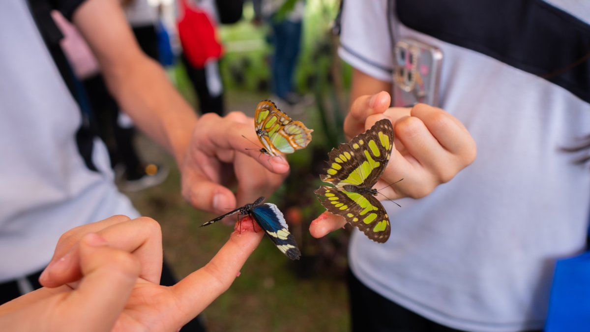 Con la presente de un Llamativa Mariposario se Abrieron las putas de la ciadela Educativa de la Biodiversidad en el Norte de Cali
