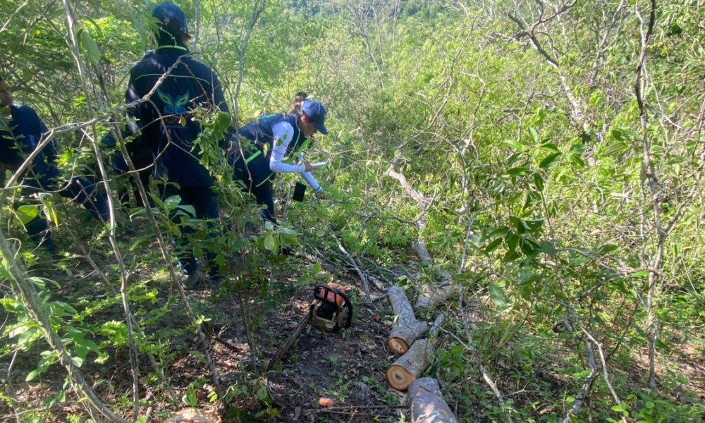 Sorprendió de automóviles en flagrancia A un hombre que taló 22 ​​árboles en zona veredal del municipio de Beltrán, Cundinamarca