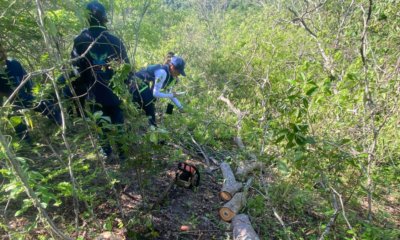 Sorprendió de automóviles en flagrancia A un hombre que taló 22 ​​árboles en zona veredal del municipio de Beltrán, Cundinamarca