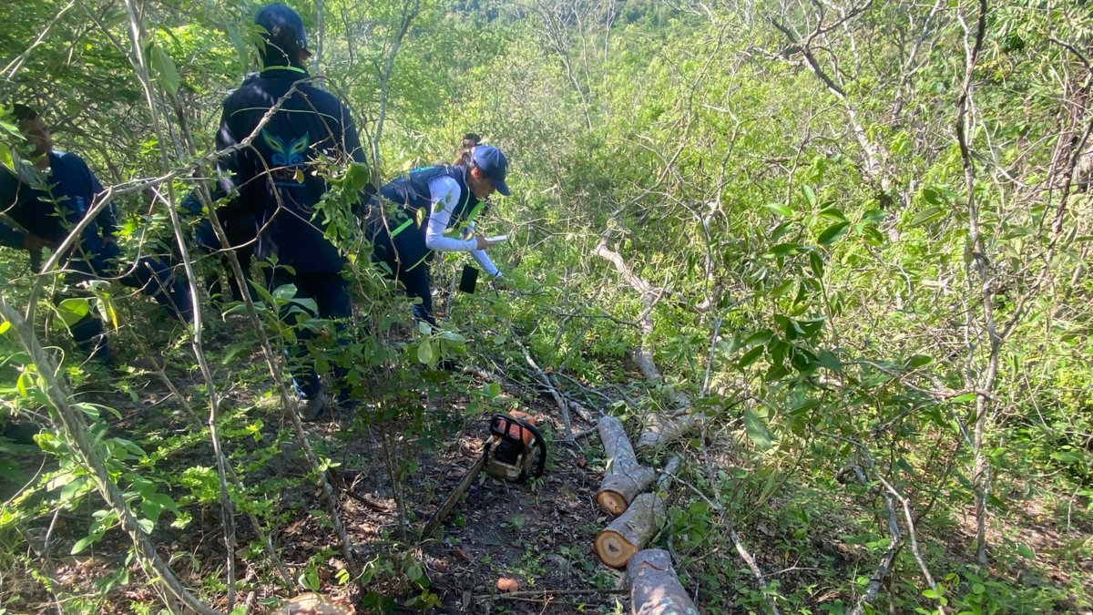 Sorprendió de automóviles en flagrancia A un hombre que taló 22 ​​árboles en zona veredal del municipio de Beltrán, Cundinamarca