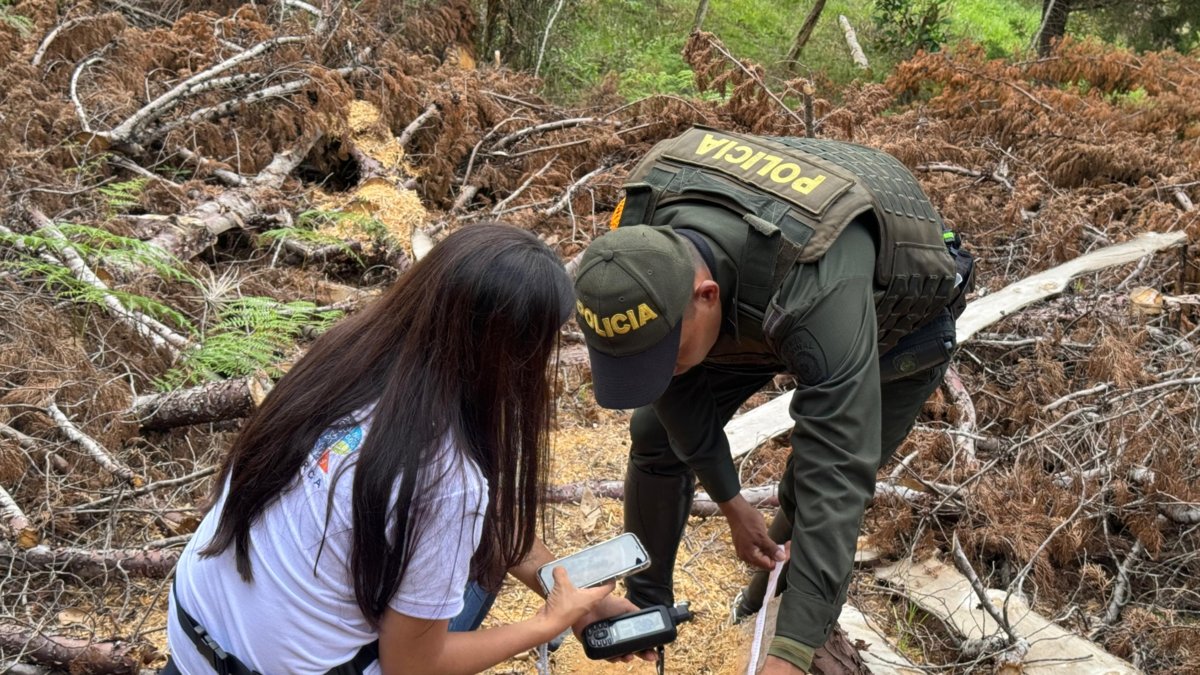 Tala Ilegal Destruye Más de 4.000 Metros cuadrados de Bosque en Pacho, Cundinamarca