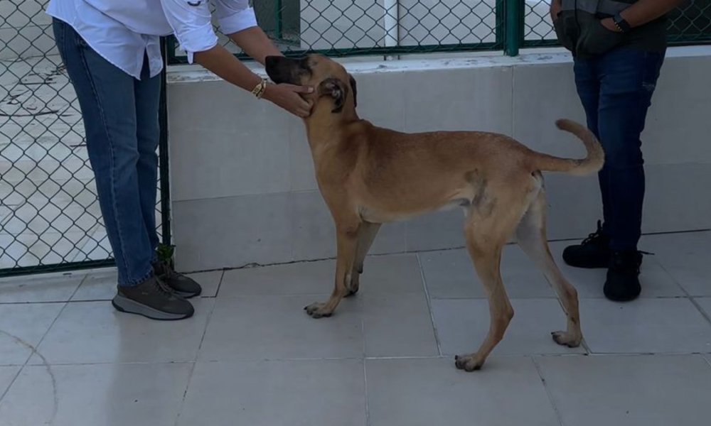 'Hulk', la historia de una condena ejemplar