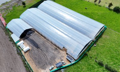 CAR lanza planta en Fúquene que convierte el buchón en fertilizante natural