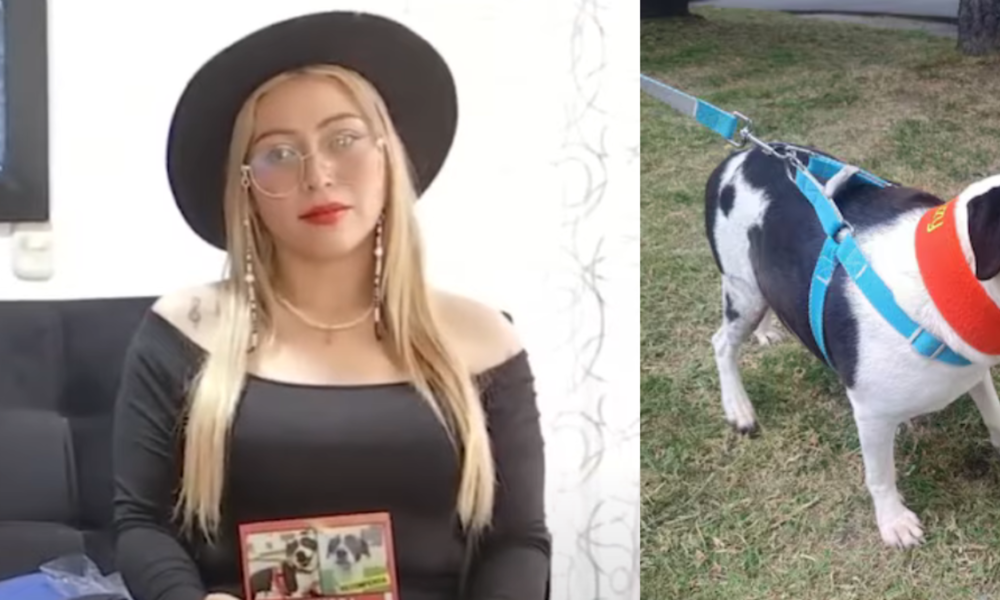 Mujer fue atropellada mientras buscaba a su mascota en Bogotá