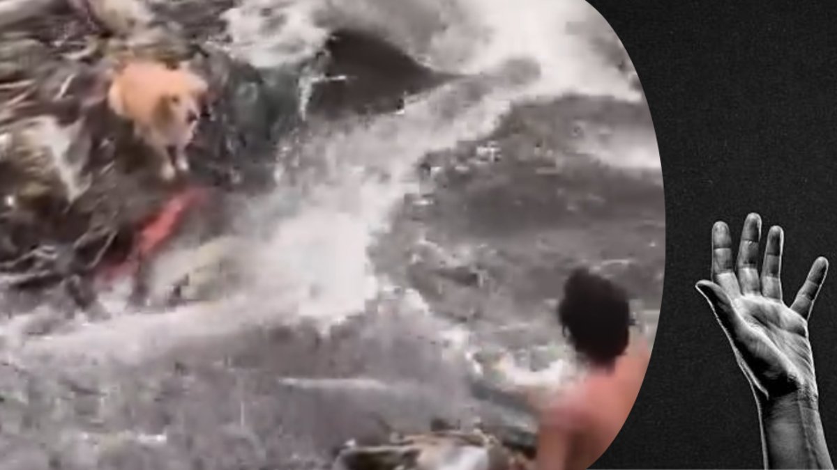 Jóvenes héroes salvan a un perro que estaba atrapado en el río Otún en Pereira