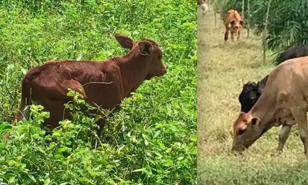 una nueva línea genética que es un hito en la ganadería