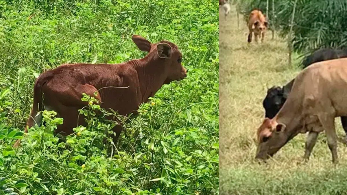 una nueva línea genética que es un hito en la ganadería