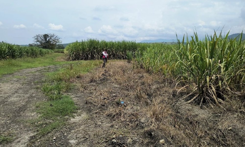 Los temidos narcos detrás de un terreno 18 veces el tamaño del estadio olímpico Pascual Guerrero de Cali: ¿qué sucederá con el lote?