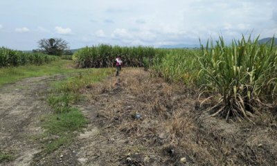 Los temidos narcos detrás de un terreno 18 veces el tamaño del estadio olímpico Pascual Guerrero de Cali: ¿qué sucederá con el lote?