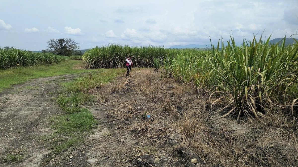 Los temidos narcos detrás de un terreno 18 veces el tamaño del estadio olímpico Pascual Guerrero de Cali: ¿qué sucederá con el lote?