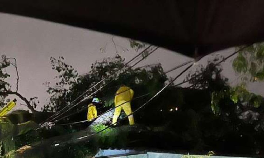 Emergencia por gigantescos árboles que se desplomaron, tras aguacero en Cali: uno, de 13 metros de alto, cayó sobre una casa; lo que se sabe