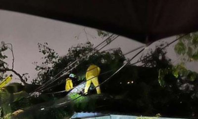 Emergencia por gigantescos árboles que se desplomaron, tras aguacero en Cali: uno, de 13 metros de alto, cayó sobre una casa; lo que se sabe