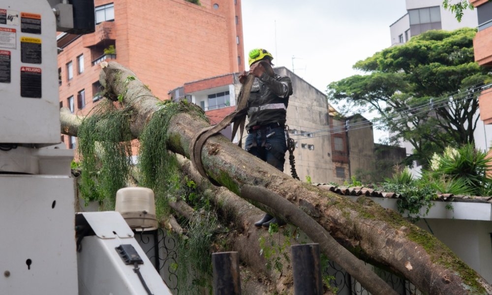 'El árbol parece haber sido talado con una gran hacha; la pared y la reja lo frenaron, sino hubiera destruido la casa'