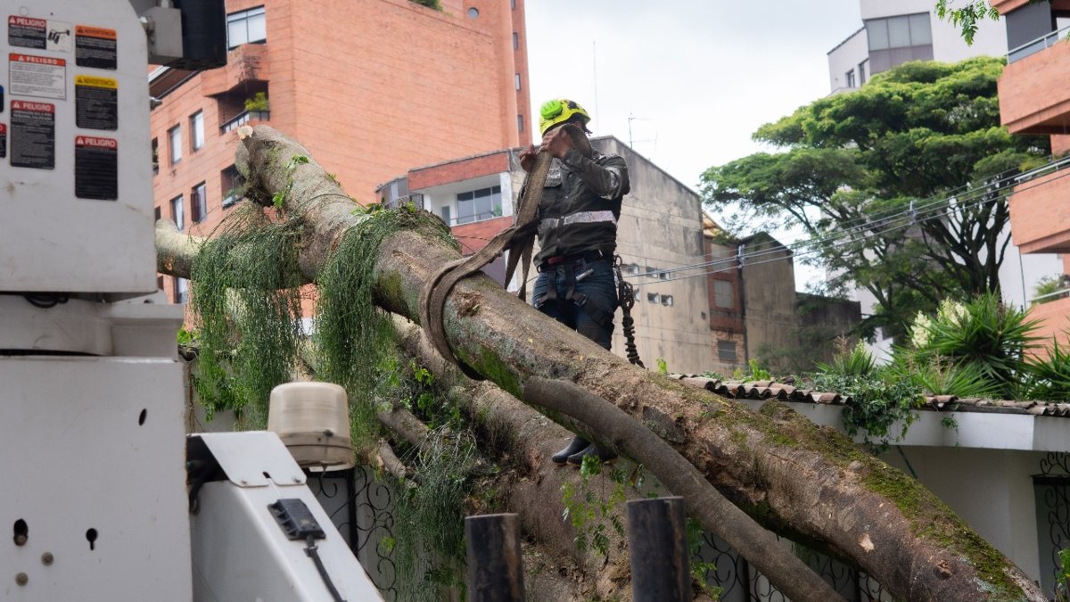 'El árbol parece haber sido talado con una gran hacha; la pared y la reja lo frenaron, sino hubiera destruido la casa'