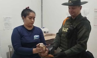 Le salvan la vida a un primate que estaba en una caja de encomiendas, tras ser transportado en autobús de servicio intermunicipal en Cali: lo que se sabe