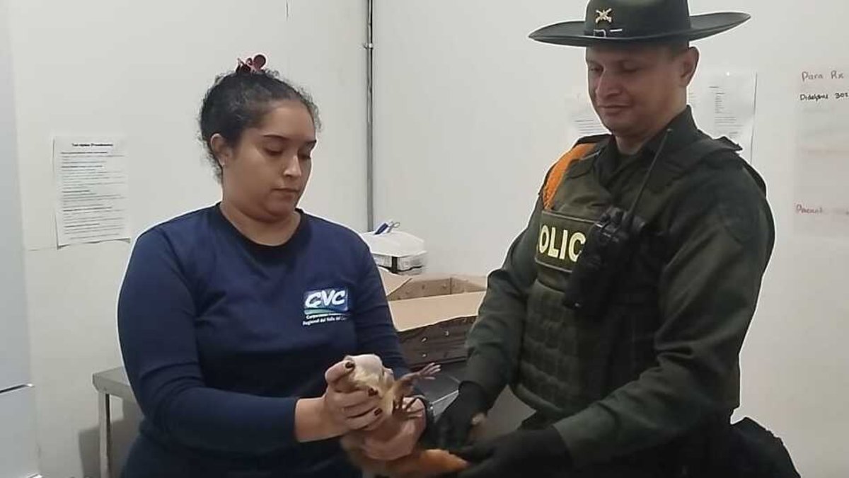 Le salvan la vida a un primate que estaba en una caja de encomiendas, tras ser transportado en autobús de servicio intermunicipal en Cali: lo que se sabe