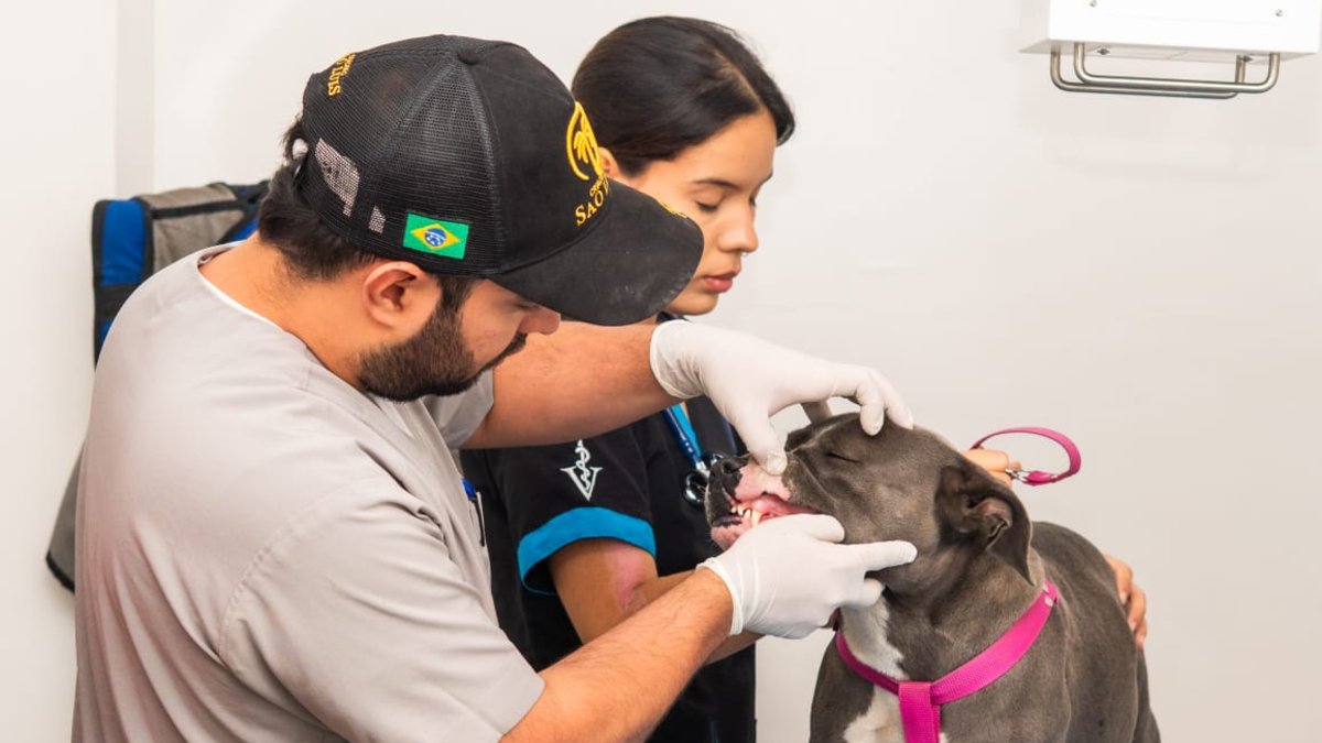 ¿Tiene mascota en Cali? Esto es lo que debe conocer sobre el servicio de urgencias y emergencias que tiene el Centro de Bienestar Animal.