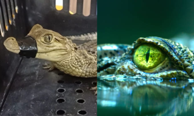 el hallazgo ocasionó asombró en la comunidad