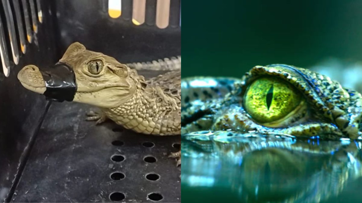 el hallazgo ocasionó asombró en la comunidad