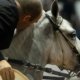 una semana con campeones de trote, galope, trocha y paso fino