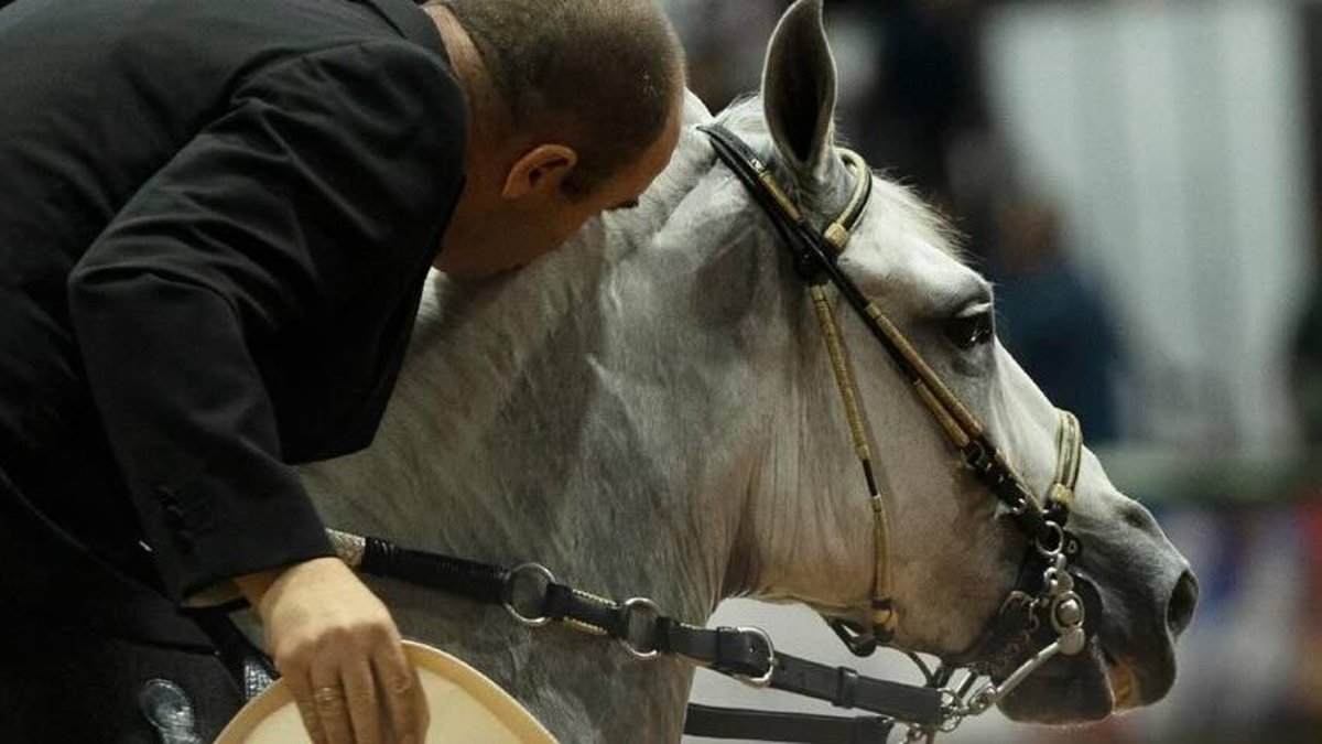 una semana con campeones de trote, galope, trocha y paso fino