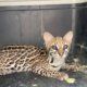Ocelote encontrado en Fusagasugá volvió a la vida silvestre