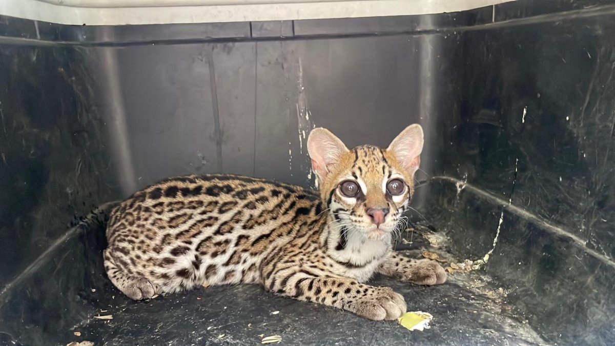 Ocelote encontrado en Fusagasugá volvió a la vida silvestre