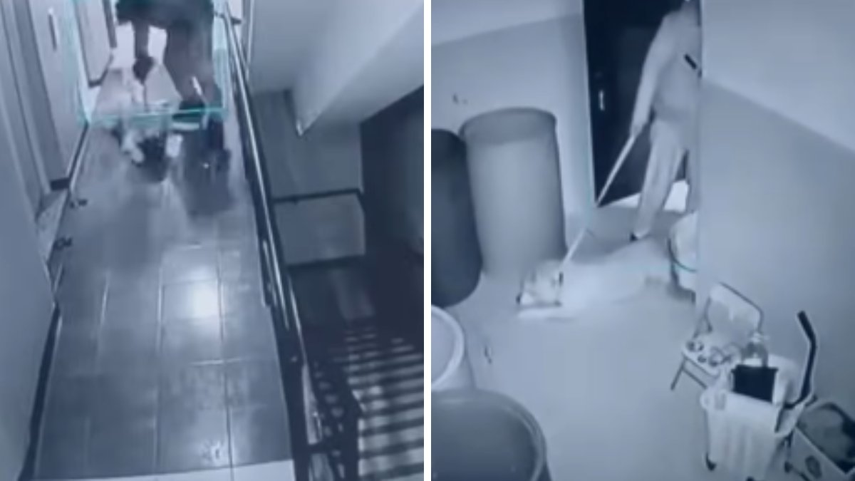 este es el estado de salud del animal